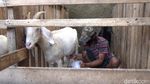 Diklaim Tingkatkan Imun, Susu Kambing di Purwakarta Jadi Buruan