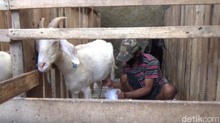 Diklaim Tingkatkan Imun, Susu Kambing di Purwakarta Jadi Buruan Lonjakan kasus COVID-19 di Jawa Barat membuat peternak kambing di Purwakarta kebanjiran order susu. Ya, susu kambing kini jadi buruan warga.