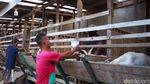 Diklaim Tingkatkan Imun, Susu Kambing di Purwakarta Jadi Buruan
