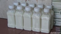 detikcom berkesempatan melihat langsung proses perah susu kambing, pekerja memulai proses perah sejak pukul 07.00 WIB, sebanyak 20 kambing jenis Saanen dan Alpine diperah satu persatu, sementara proses perah ini dilakukan pagi dan sore hari.