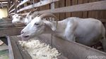 Diklaim Tingkatkan Imun, Susu Kambing di Purwakarta Jadi Buruan