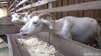 Abdullah menjelaskan, kambing jenis Saanen ini merupakan kambing asal negara Swiss, kambing ini berbeda dengan kambing jenis etawa, perbedaan dari kuping dan tanduk. Kambing Saanen juga bisa memproduksi sampai lima liter dalam satu hari setiap ekornya.