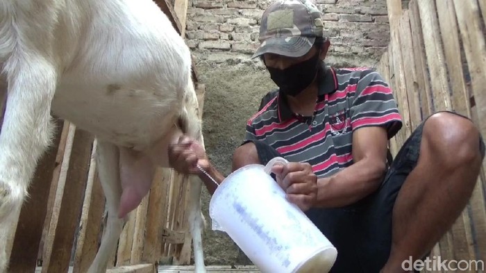 Lonjakan kasus COVID-19 di Jawa Barat membuat peternak kambing di Purwakarta kebanjiran order susu. Ya, susu kambing kini jadi buruan warga.