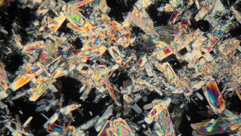 Ini setetes madu. Foto: dok Brightsight