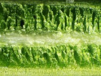 Foto mikroskop