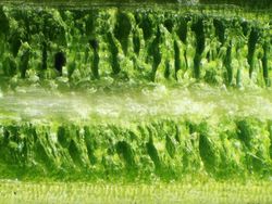 Foto Benda-benda di Sekitar Dilihat dari Mikroskop, Menakjubkan!