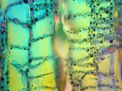 Foto Benda-benda di Sekitar Dilihat dari Mikroskop, Menakjubkan!