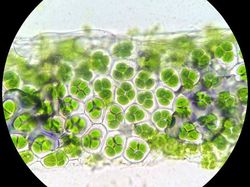 Foto Benda-benda di Sekitar Dilihat dari Mikroskop, Menakjubkan!