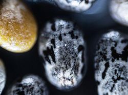 Foto Benda-benda di Sekitar Dilihat dari Mikroskop, Menakjubkan!