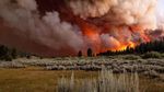 Merah Membara, Api Lumat Hutan di California