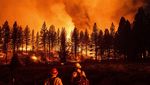 Merah Membara, Api Lumat Hutan di California