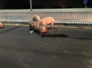 Kronologi Babi-babi Lepas Bikin Tol Layang MBZ Sempat Ditutup 3 Jam