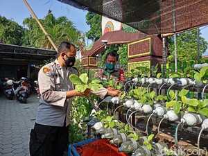 TNI/Polri di Ponorogo Tanam Sayur Hidroponik, Hasilnya Dibagi ke Warga Isoman