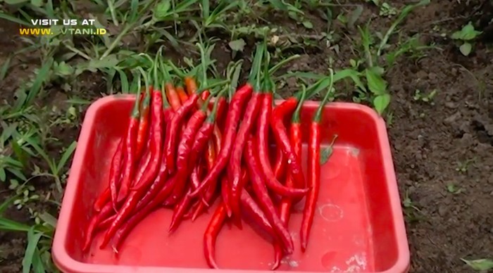 Tiga Kali Lebih Pedas dari Rawit Merah, Ini Cabai Terpedas di Indonesia Tiga Kali Lebih Pedas dari Rawit Merah, Ini Cabai Terpedas di Indonesia
