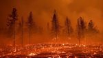 Kobaran Api yang Lalap Hutan di California Makin Membara
