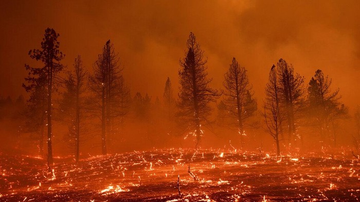 Penampakan Kobaran Api yang Lalap Hutan di California