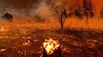 Kobaran Api yang Lalap Hutan di California Makin Membara