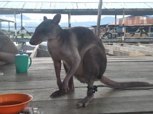 Kampung Abar Papua yang Suka Berburu, Tapi Mengancam Satwa Endemik