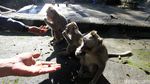 Ada PPKM Relawan Beri Makan Kera di Taman Wisata Grojogan Sewu