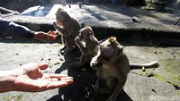  Namun sejak obyek wisata ini ditutup, praktis tidak ada lagi pengunjung yang memberi makan kawanan monyet tersebut. Sehingga para relawan secara sukarela memberi makan kepada kera-kera tersebut.