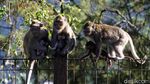 Ada PPKM Relawan Beri Makan Kera di Taman Wisata Grojogan Sewu