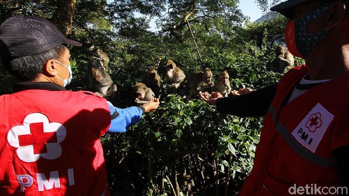 Relawan Beri Makan Kera di Grojogan Sewu Taman Wisata Alam Grojogan Sewu di Karanganyar ditutup sementara selama PPKM Darurat. Relawan pun sukarela memberi makan kera di sana.