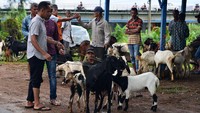 Sejumlah pedagang melakukan transaksi jual beli kambing di Pasar Hewan Cot Irie, Aceh, Sabtu (10/7/2021). Pedagang menyatakan transaksi penjualan ternak sapi dan termasuk kambing untuk kebutuhan kurban di tengah pandemi sepi pembeli. Antara Foto/Ampelsa.