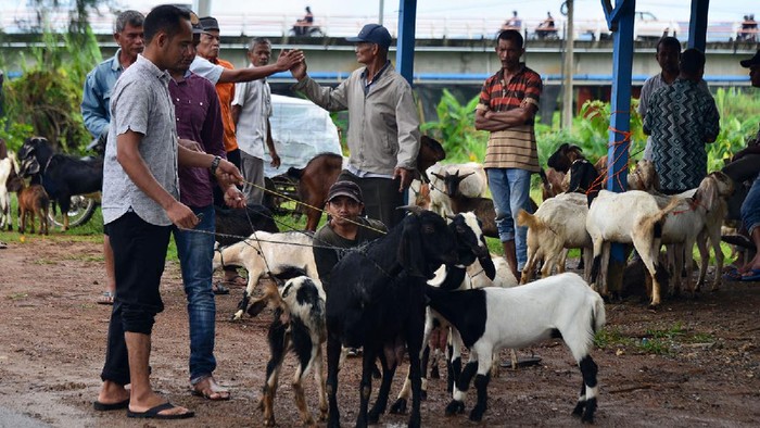 Masih Pandemi, Penjualan Hewan Kurban Sepi