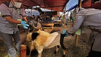 H-10 Idul Adha, petugas dinas pertanian mendatangi Pasar Hewan Cipocok, Serang, Banten. Mereka mengecek kesehatan hewan kurban.Antisipasi Penyakitan, Hewan Kurban Dicek Kesehatannya. Petugas kesehatan hewan dari dinas pertanian Banten memeriksa hewan kurban di Pasar Hewan Cipocok, Serang, Banten, Sabtu (10/7/2021). Antara Foto/Asep Fathulrahman