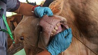 Salah satu yang diperiksa oleh pertugas kesehatan adalah mulut hewan kurban yang dijual di pasar tersebut. Tidak hanya sapi, petugas juga memeriksa kesehatan kambing di pasar tersebut. Antara Foto/Asep Fathulrahman
