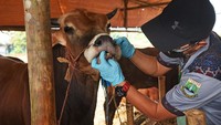 Pemeriksaan kesehatan ini dilakukan secara serentak di semua tempat penjual hewan kurban di wilayah Banten. Pemeriksaan ini untuk memastikan seluruh hewan yang dijual bebas dari penyakit dan layak dikonsumsi. Antara Foto/Asep Fathulrahman