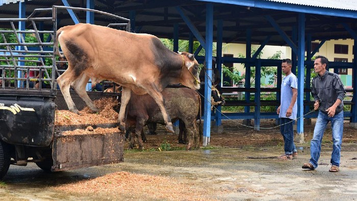 Penjual mengawasi sapi kurban yang dijualnya di Kecamatan Somba Opu, Kabupaten Gowa, Sulawesi Selatan, Sabtu (10/7/2021). Menurut pedagang, penjualan sapi kurban tersebut mengalami penurunan disebabkan harga sapi yang naik dan juga daya beli masyarakat yang menurun akibat pandemi COVID-19. ANTARA FOTO/Abriawan Abhe/aww.