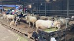 Potret Pedagang Hewan Kurban Pasar Tanah Abang di Masa PPKM Darurat