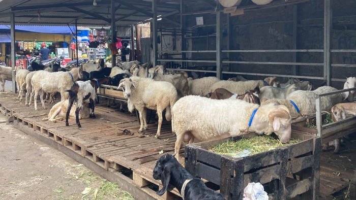 Suasana di Pasar Kambing Tanah Abang pada Sabtu (10/7/2021) Suasana di Pasar Kambing Tanah Abang pada Sabtu (10/7/2021)