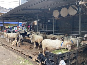 Pasar Hewan Kurban di Tanah Abang Sepi, Pedagang Curhat Omzet Turun!