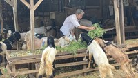 Foto: Pedagang hewan di Pasar Kambing Tanah Abang, Jakarta Pusat (Jakpus), Nurdin (55) mengeluhkan turunnya jumlah pembeli hewan kurban jelang Idul Adha tahun ini, mengingat pandemi COVID-19 belum berlalu. (Annisa Rizky Fadhila/detikcom)