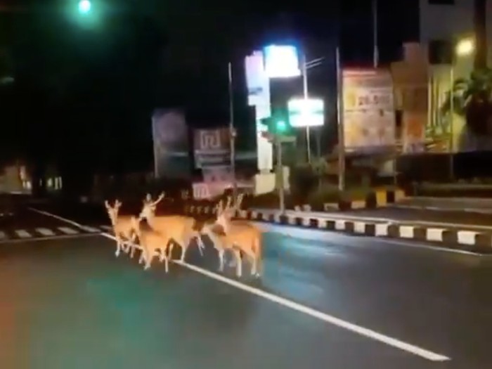 Video sejumlah rusa berkeliaran di jalanan Kota Denpasar, Bali, viral di medsos (Sreenshot video viral)