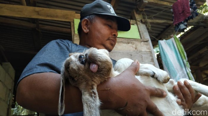 anak kambing mirip monyet
