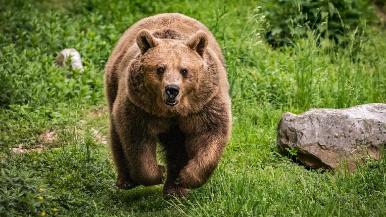 Close-up of running brown bear. Although it seems to be running straight towards the camera, it is actually reacting aggressively to the appearance of another bear on the edge of the clearing.