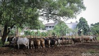 Para pedangang mengatakan bahwa tahun ini daya beli masyarakat untuk hewan kurban mengalami sedikit penurunan.