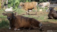 Sapi yang dijual di sini merupakan jenis sapi bima.