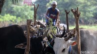 Harganya sangat bervariasi, mulai dari Rp 14-30 juta.