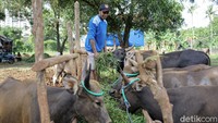 Pekerja tengah memberi makan sapi kurban di sentra hewan kurban di kawasan Pesanggrahan, Jakarta Selatan, Minggu (11/7/2022).