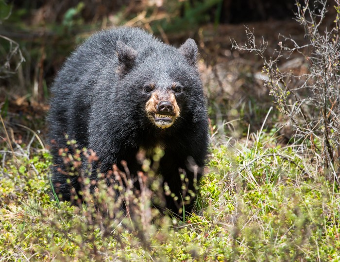 Black bear in the wild