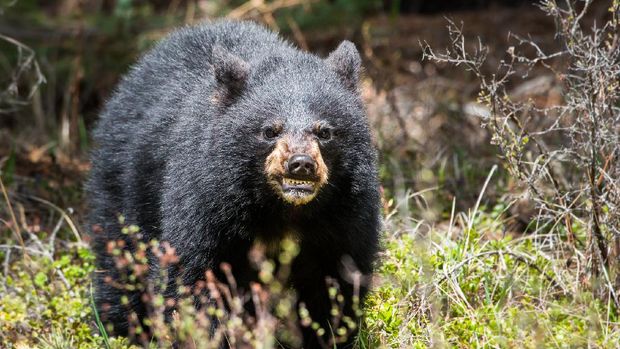 Black bear in the wild