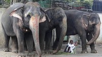 Bukan hanya manusia, dalam prosesi keagamaan ini hewan berupa gajah juga diikutsertakan. AP Photo/Ajit Solanki