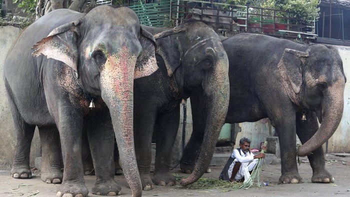 Dibayangi Corona, Begini Meriahnya Festival di India Sejumlah warga di India bersikeras menghadiri festival atau tradisi tahunan Rath Yatra ke-144 meski tengah dibayangi ancaman gelombang Covid-19 ketiga.