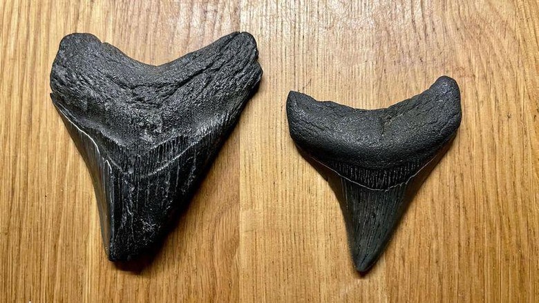 Fosil Gigi Megalodon Fosil Gigi Megalodon