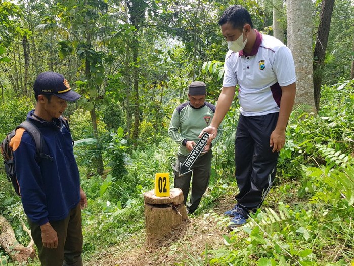 illegal logging di trenggalek