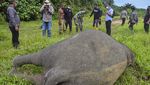 Tragis, Gajah di Aceh Ditemukan Mati Tanpa Kepala